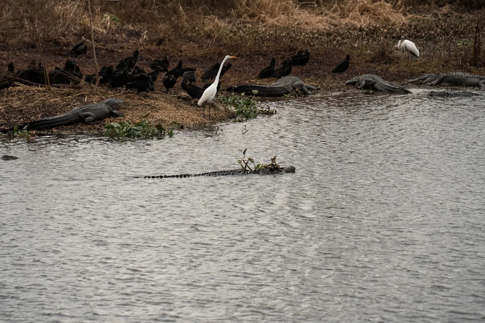 The Search for Wild Florida