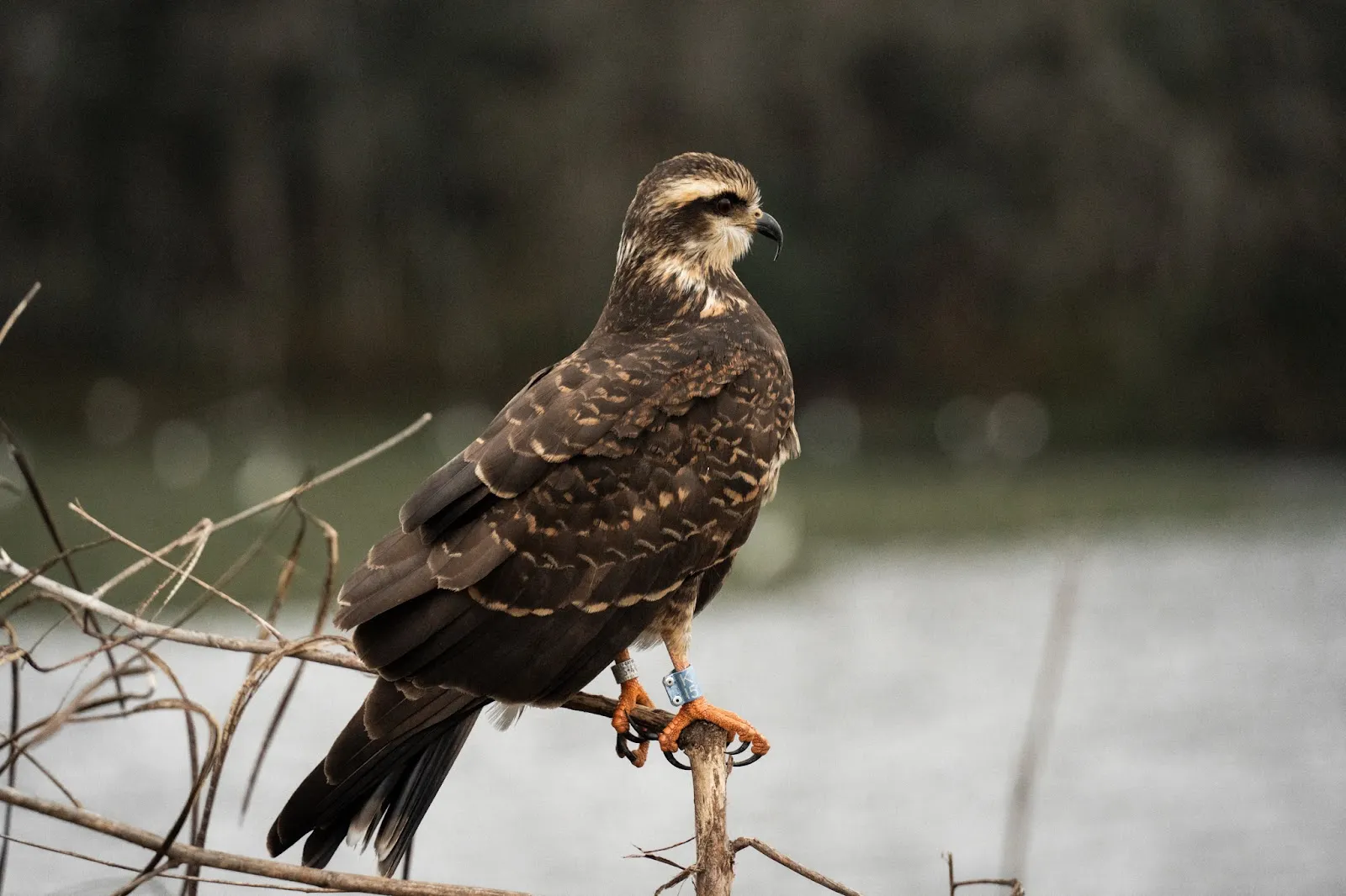 The Search for Wild Florida