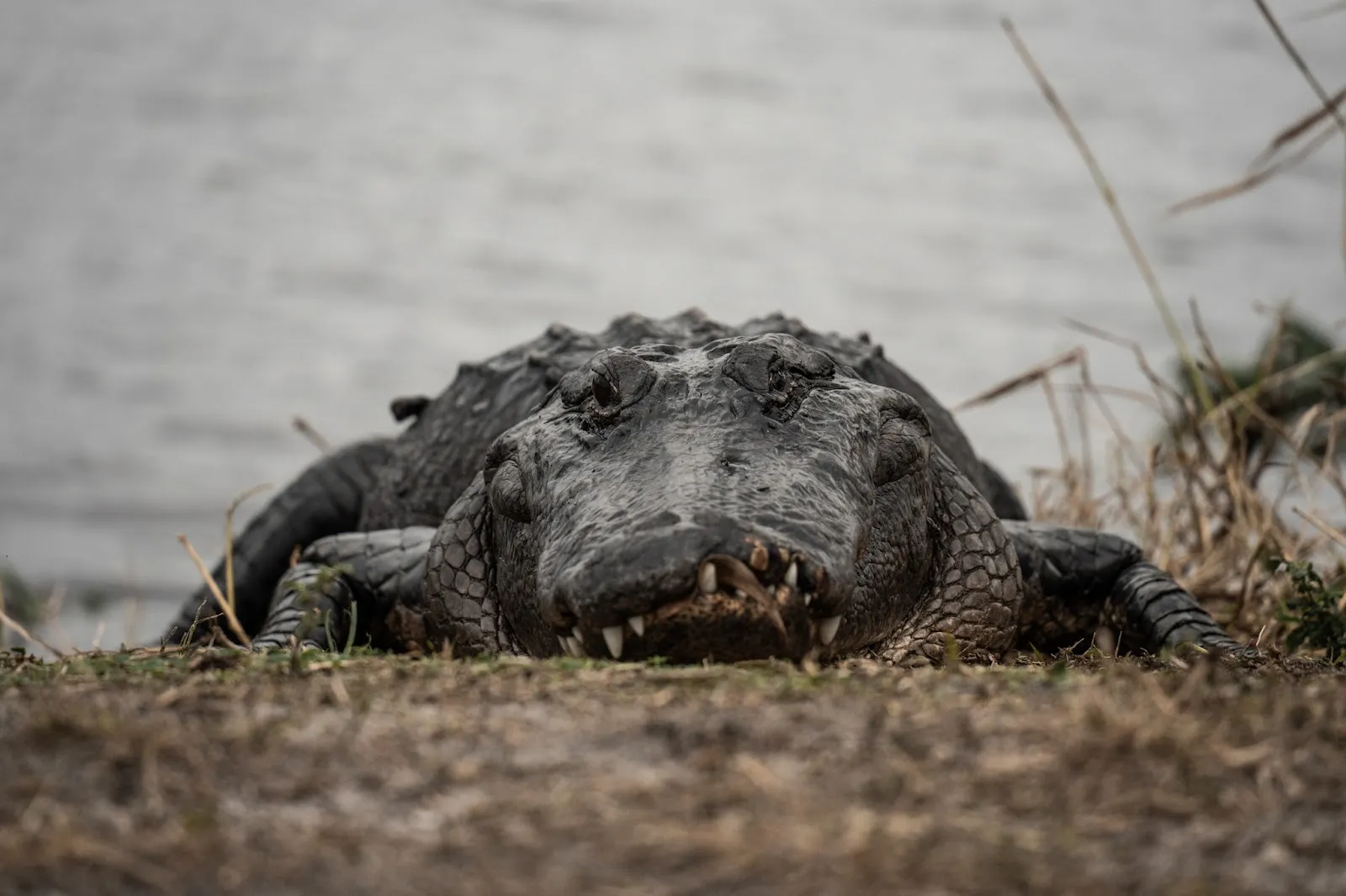 The Search for Wild Florida