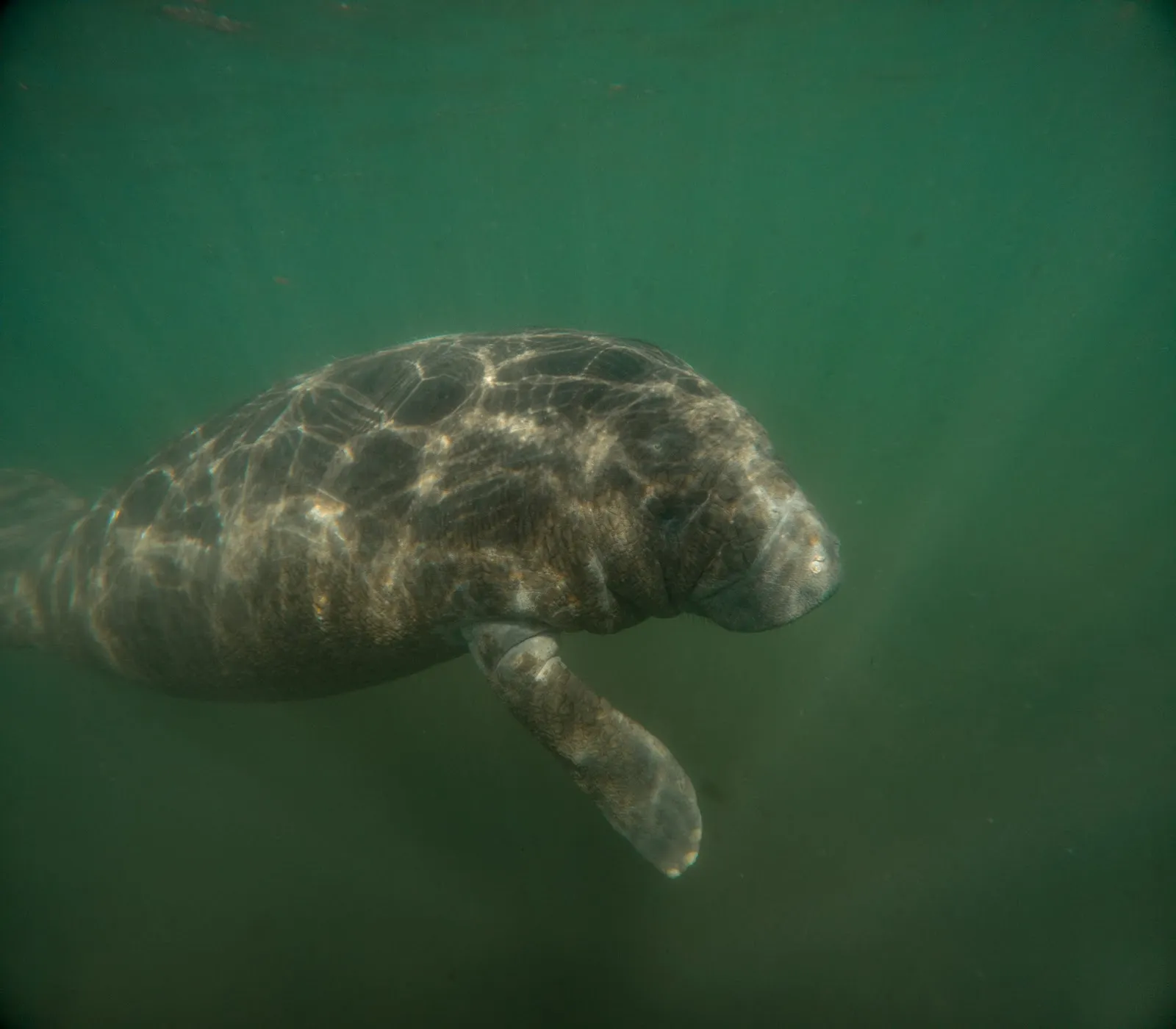 Guardians of the Manatees