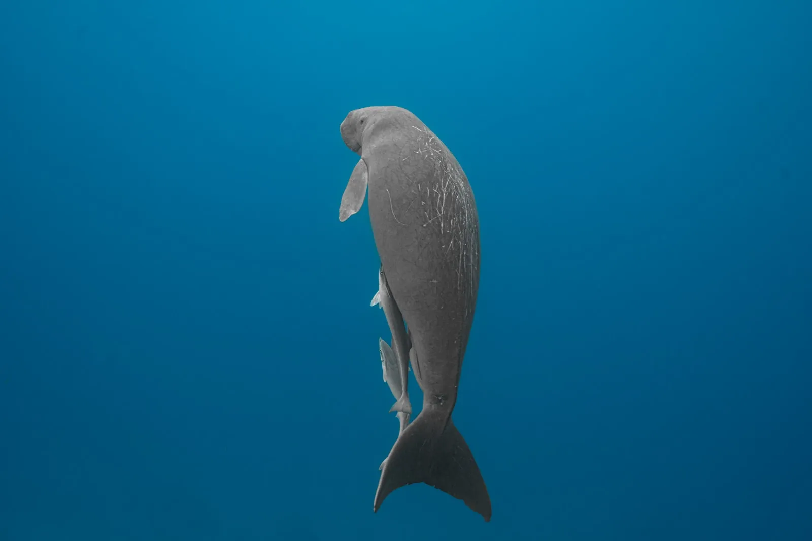 The Search for Herding Dugongs