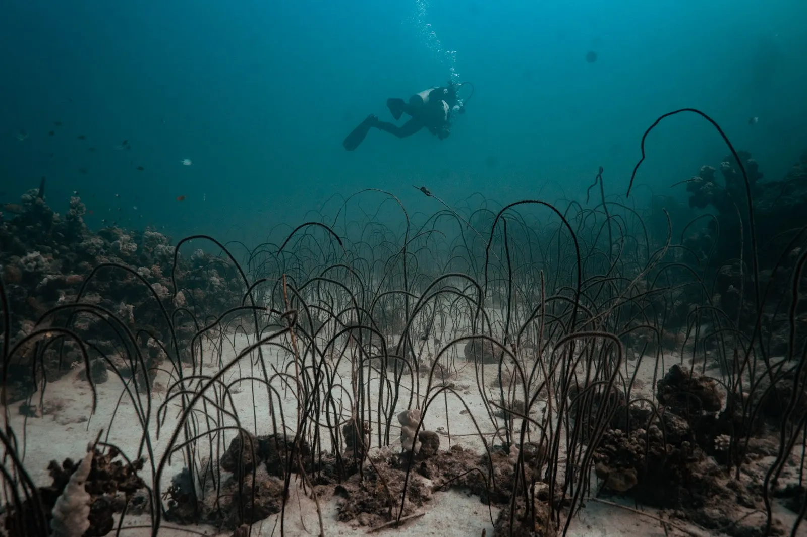 The Underwater Kingdom