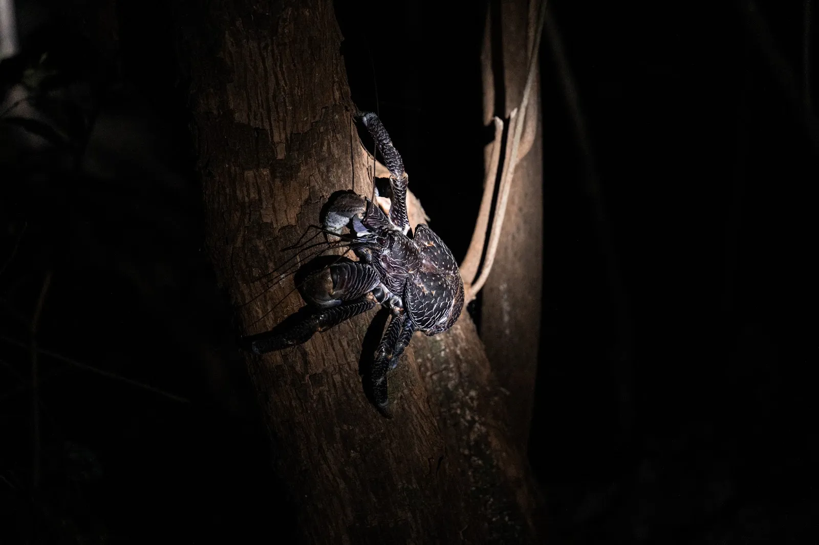 A Surprising Sight in Zanzibar