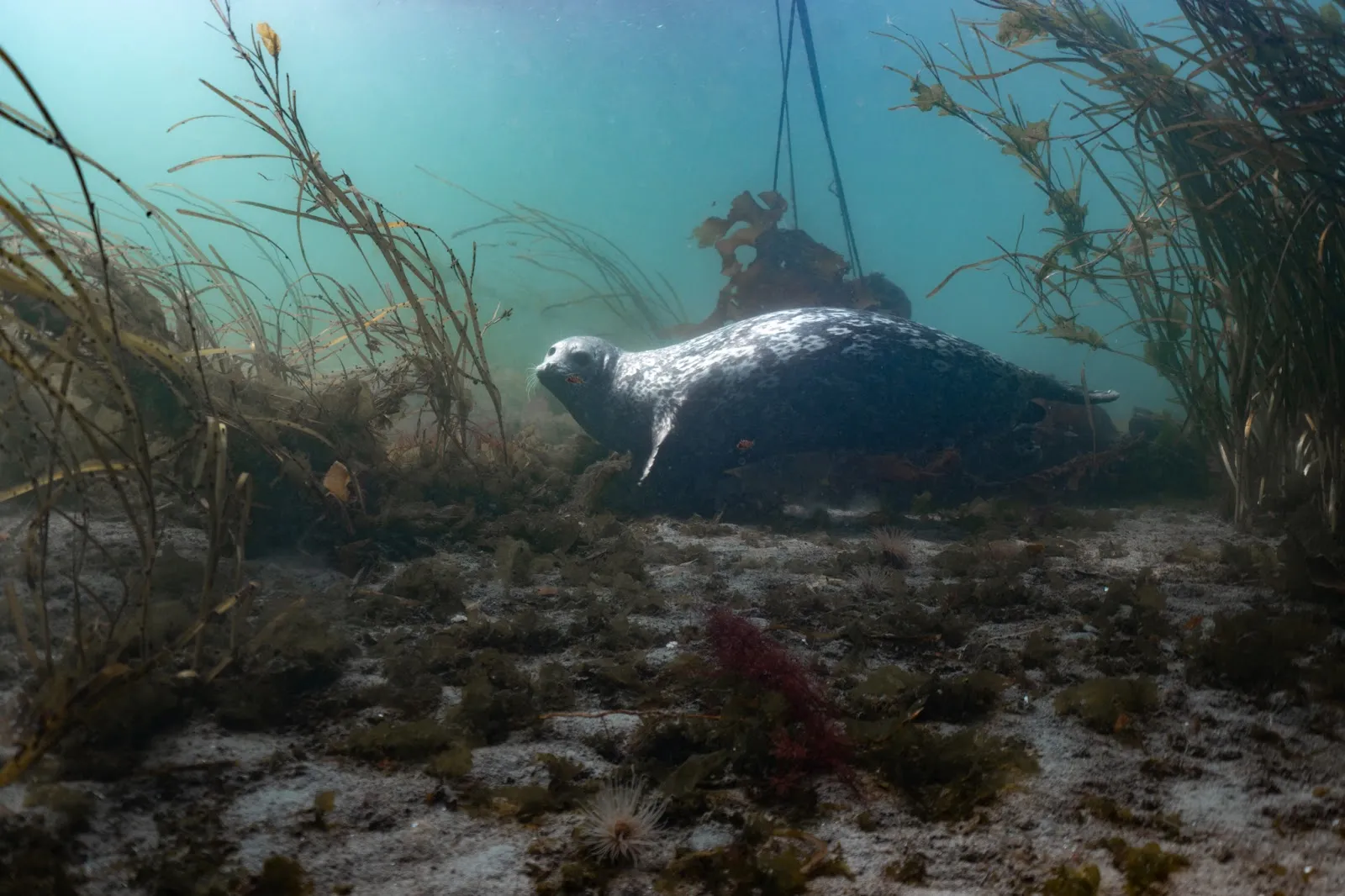 Riding the Kelp and Currents of Campbell River