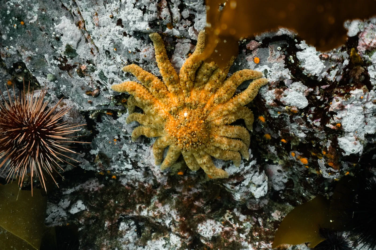 Riding the Kelp and Currents of Campbell River