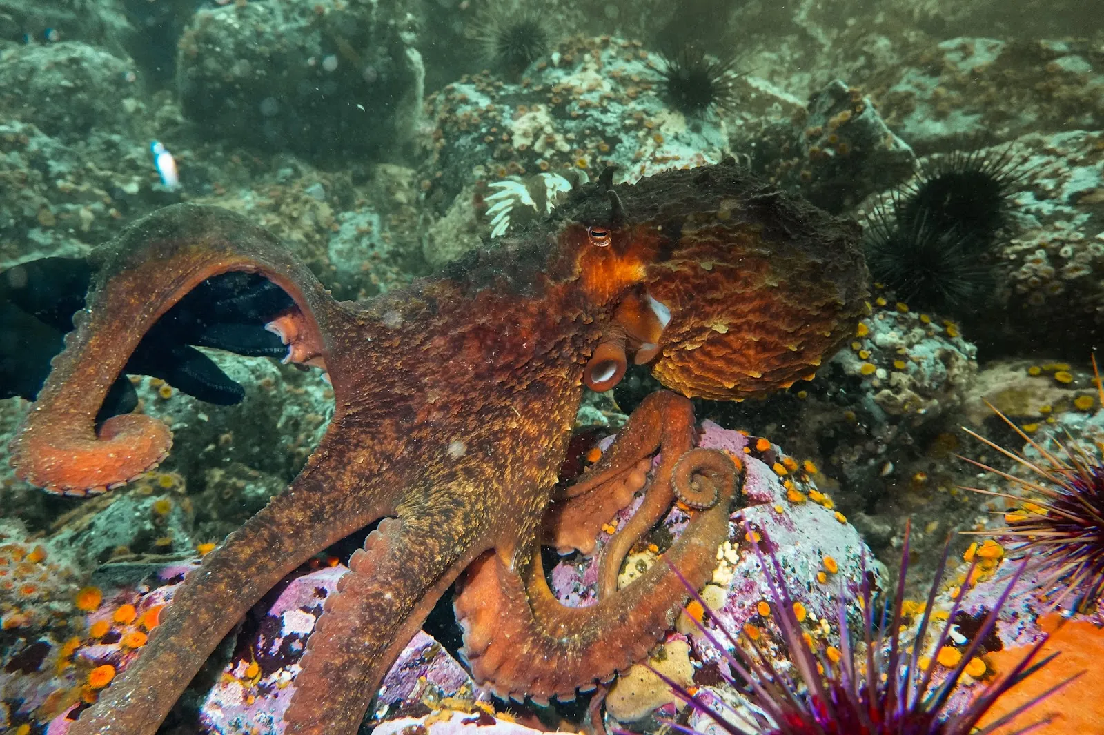 Riding the Kelp and Currents of Campbell River
