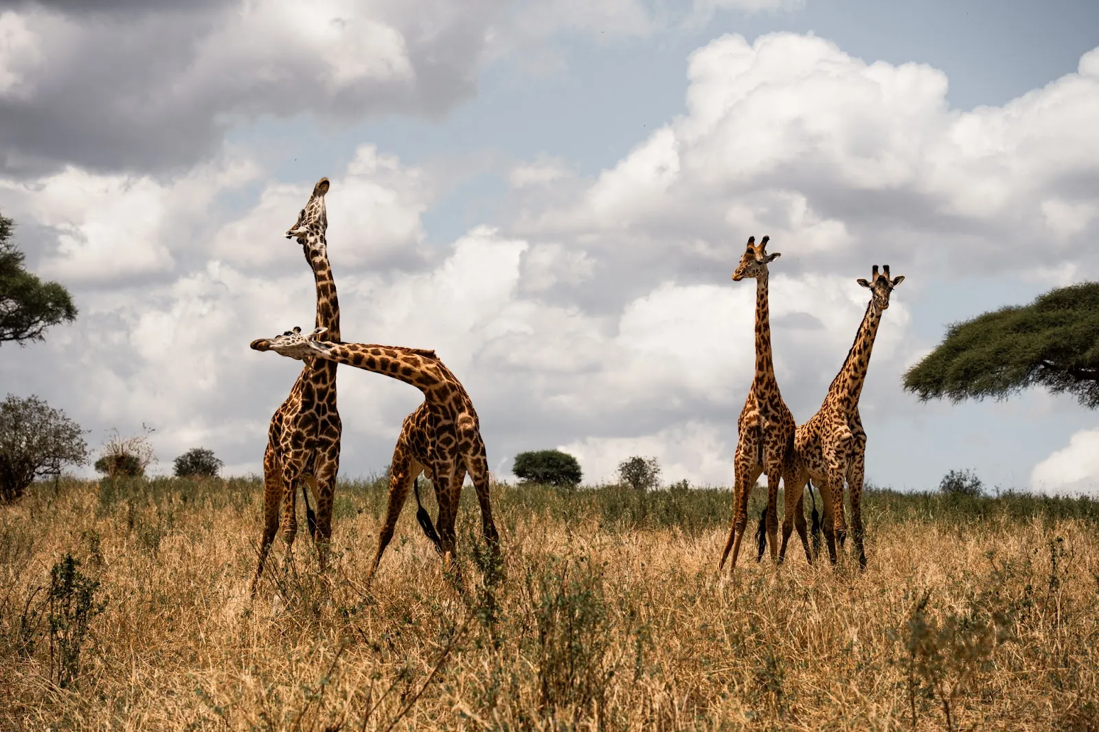 A Surprising Sight in Zanzibar