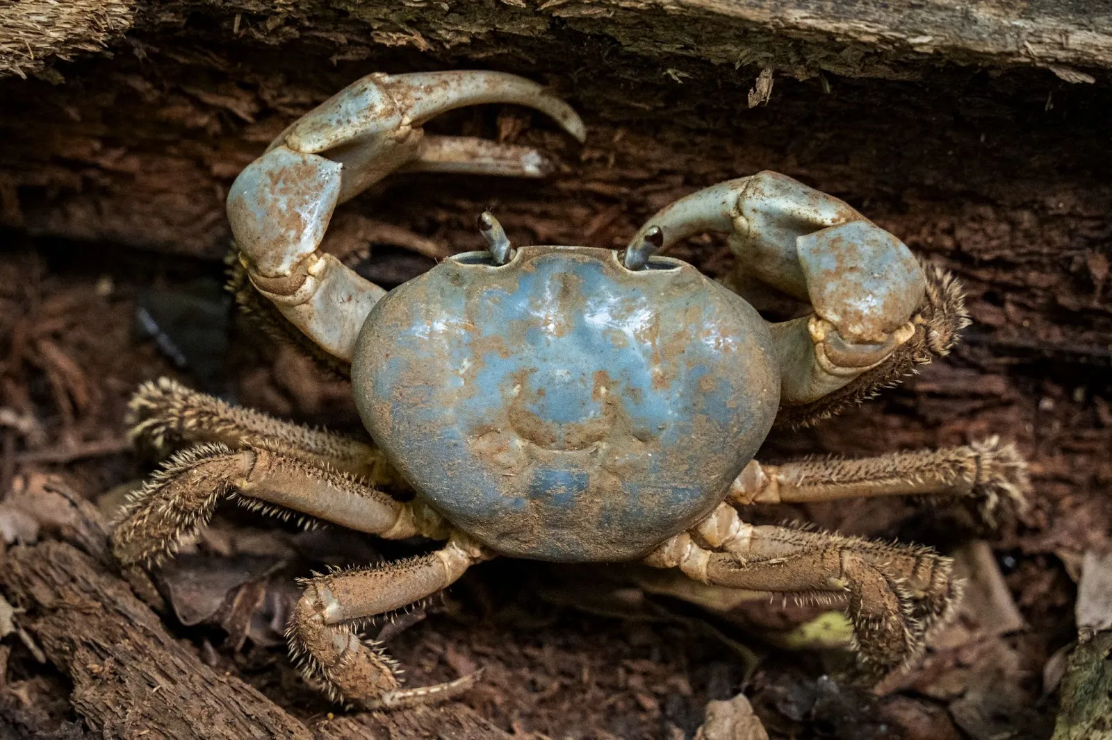 Cocos, Christmas & Crabs
