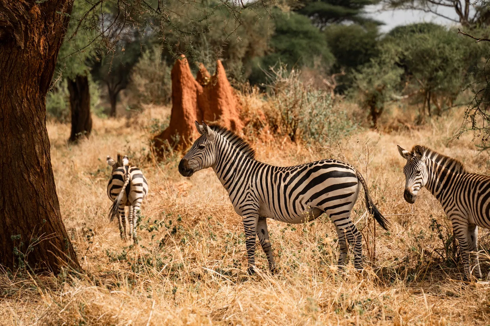 A Surprising Sight in Zanzibar