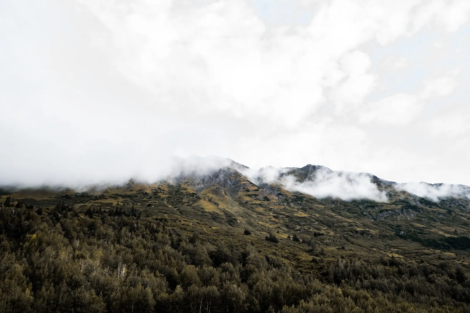 The Call of Alaska's Canaries