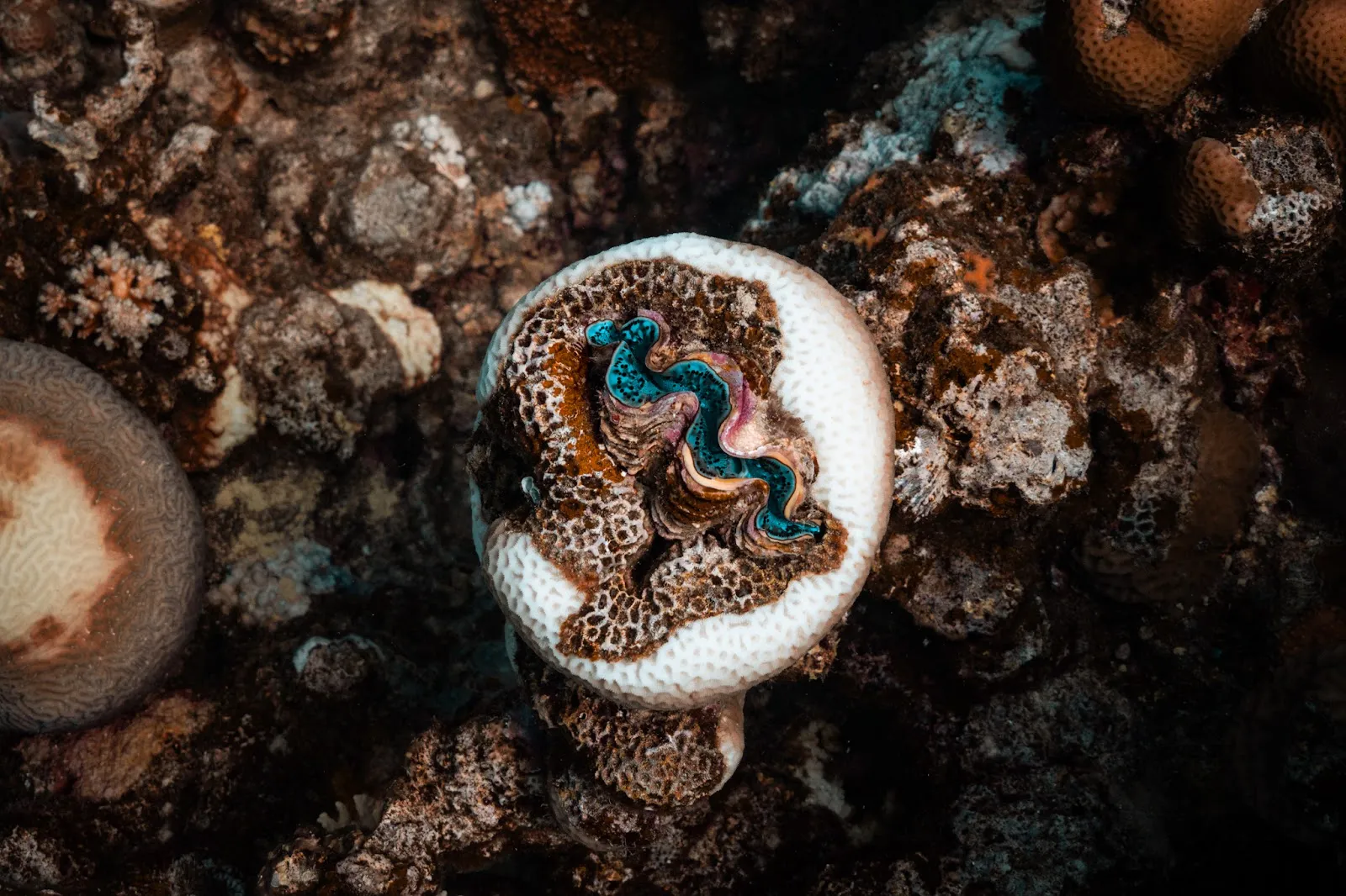 The Underwater Kingdom