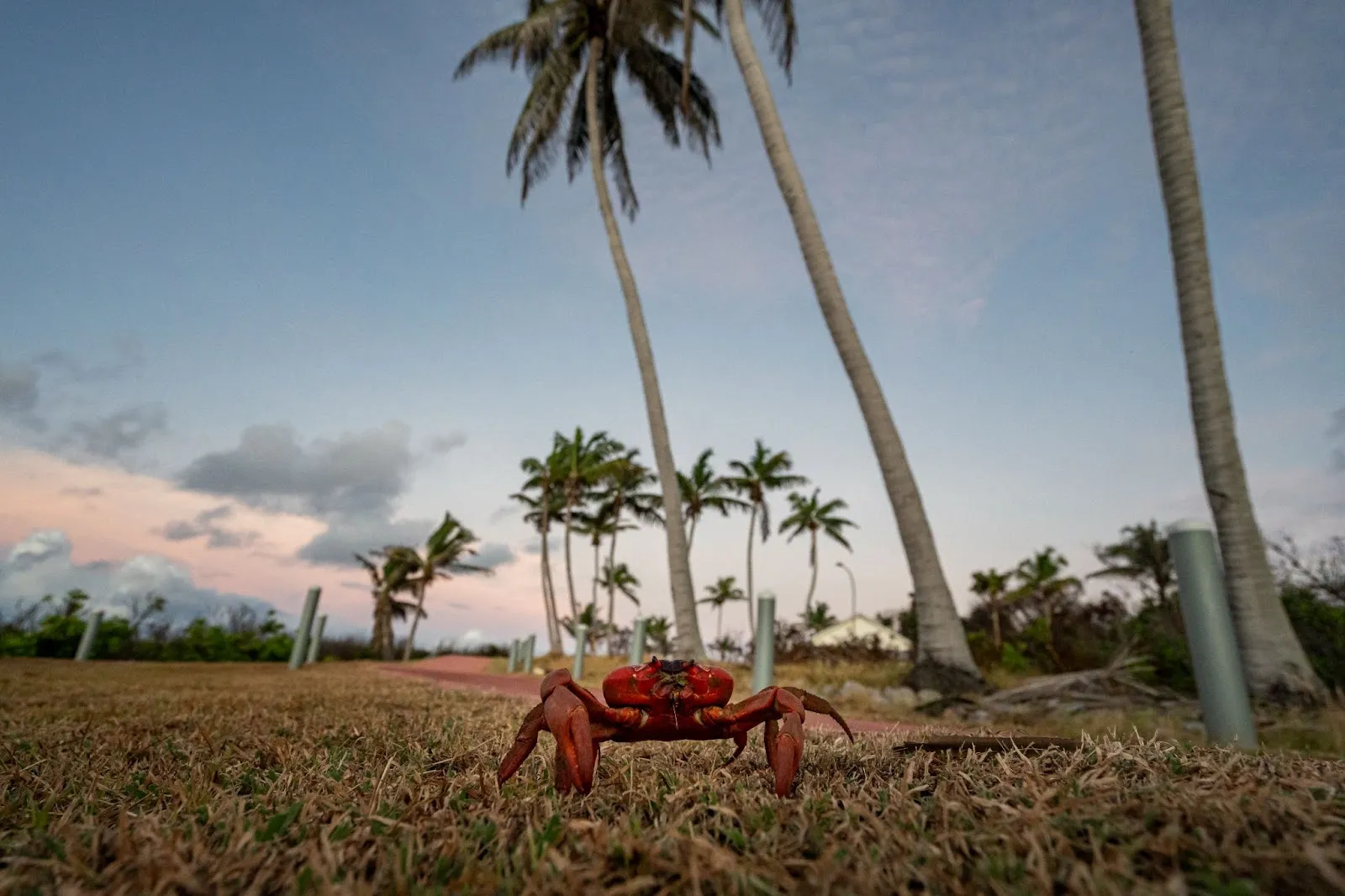 Cocos, Christmas & Crabs