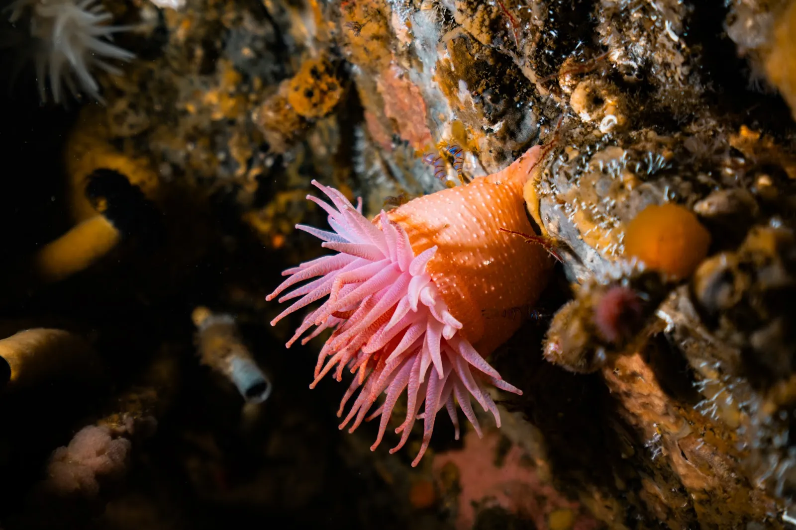 Riding the Kelp and Currents of Campbell River