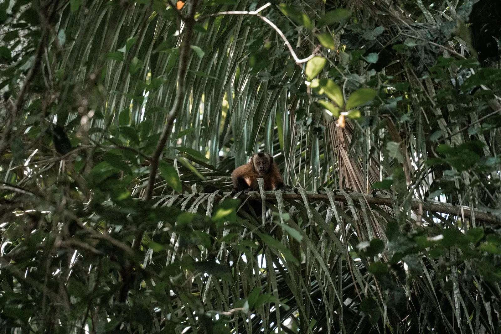 Jungle Adaptation