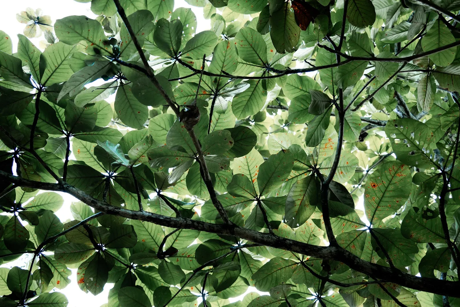 Sri Lanka's Lungs