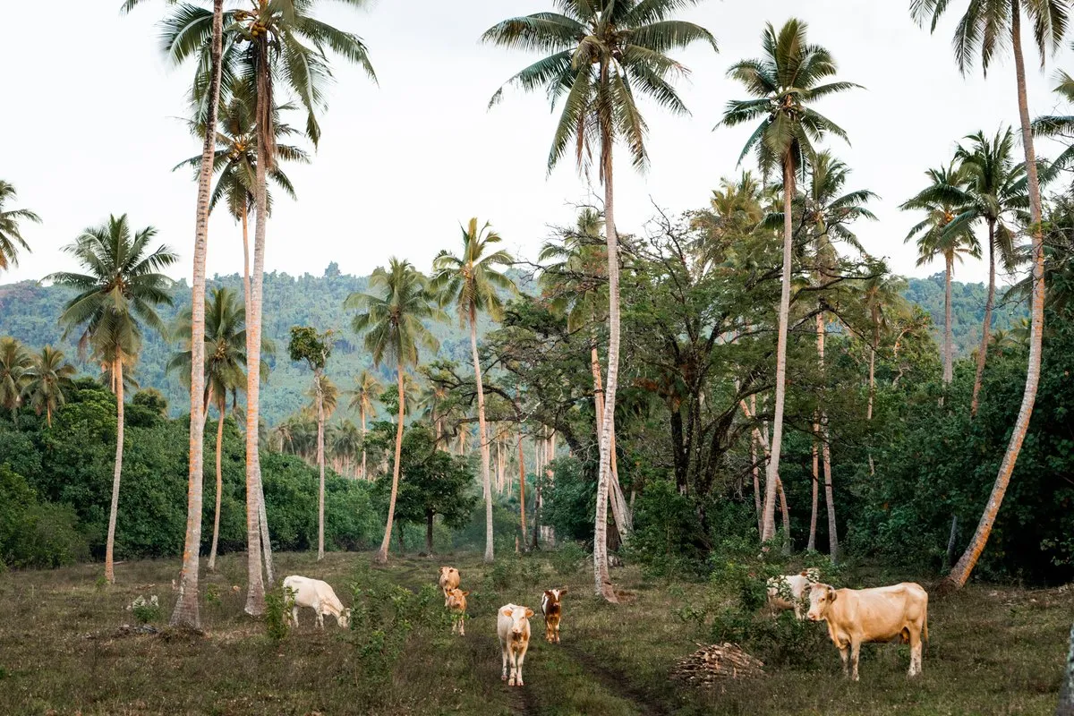 Vanuatu