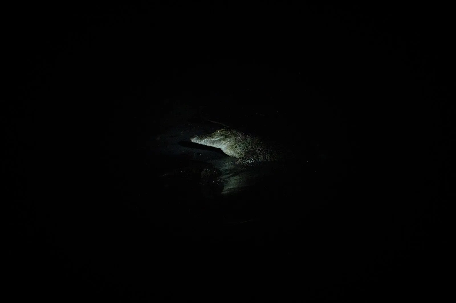 The Last Wild