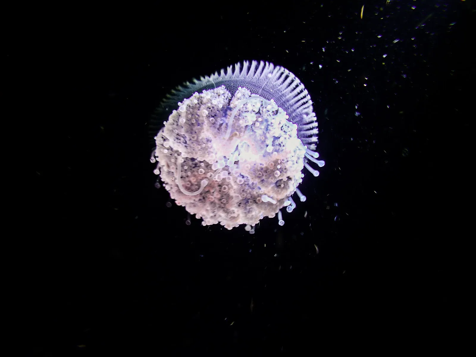 Pelagic Magic: Kona at Night