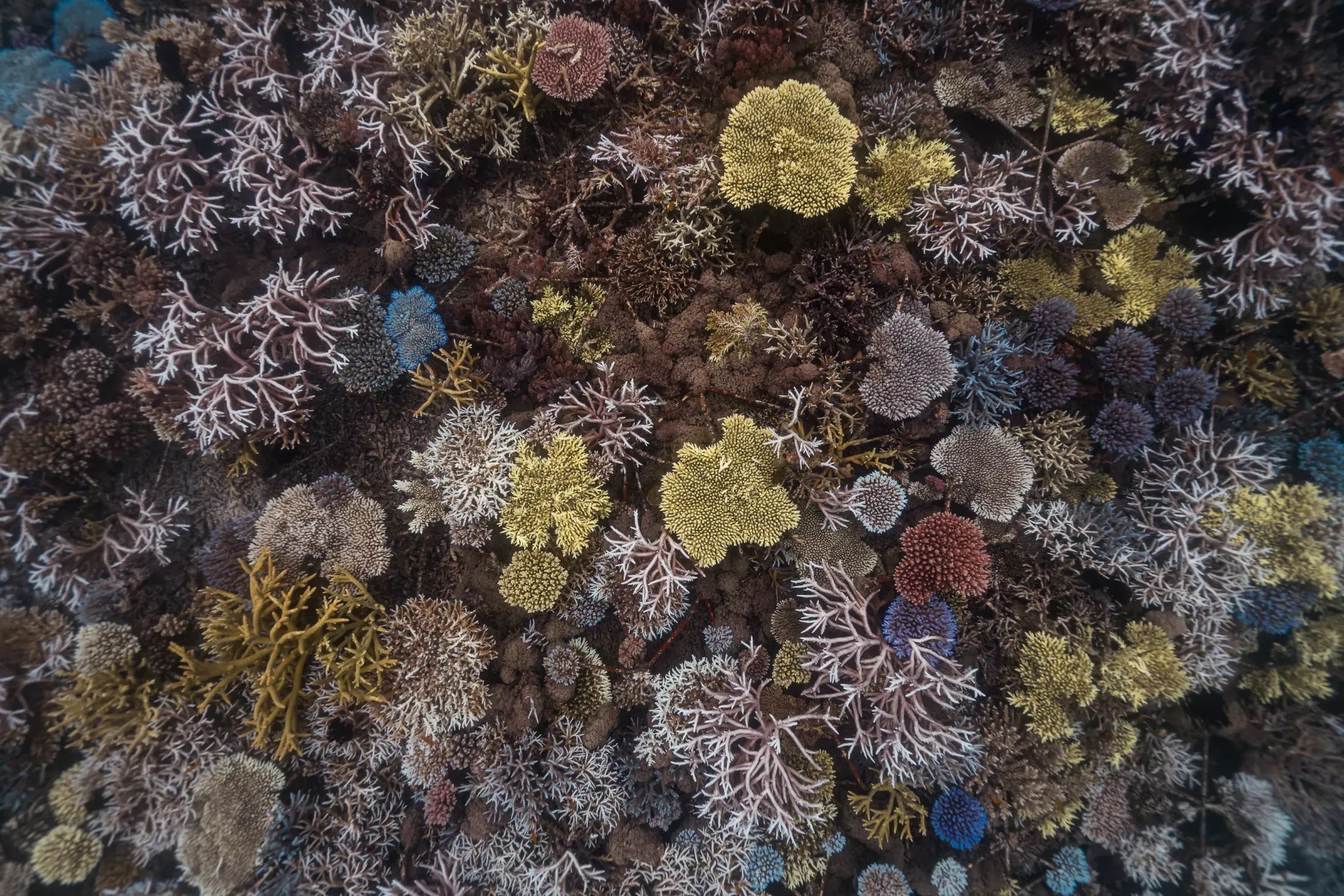 Indonesia — coral reef conservation diving