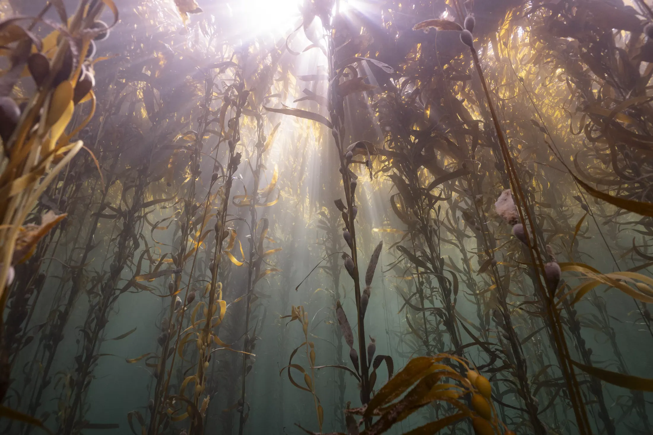Kelp forest with light rays