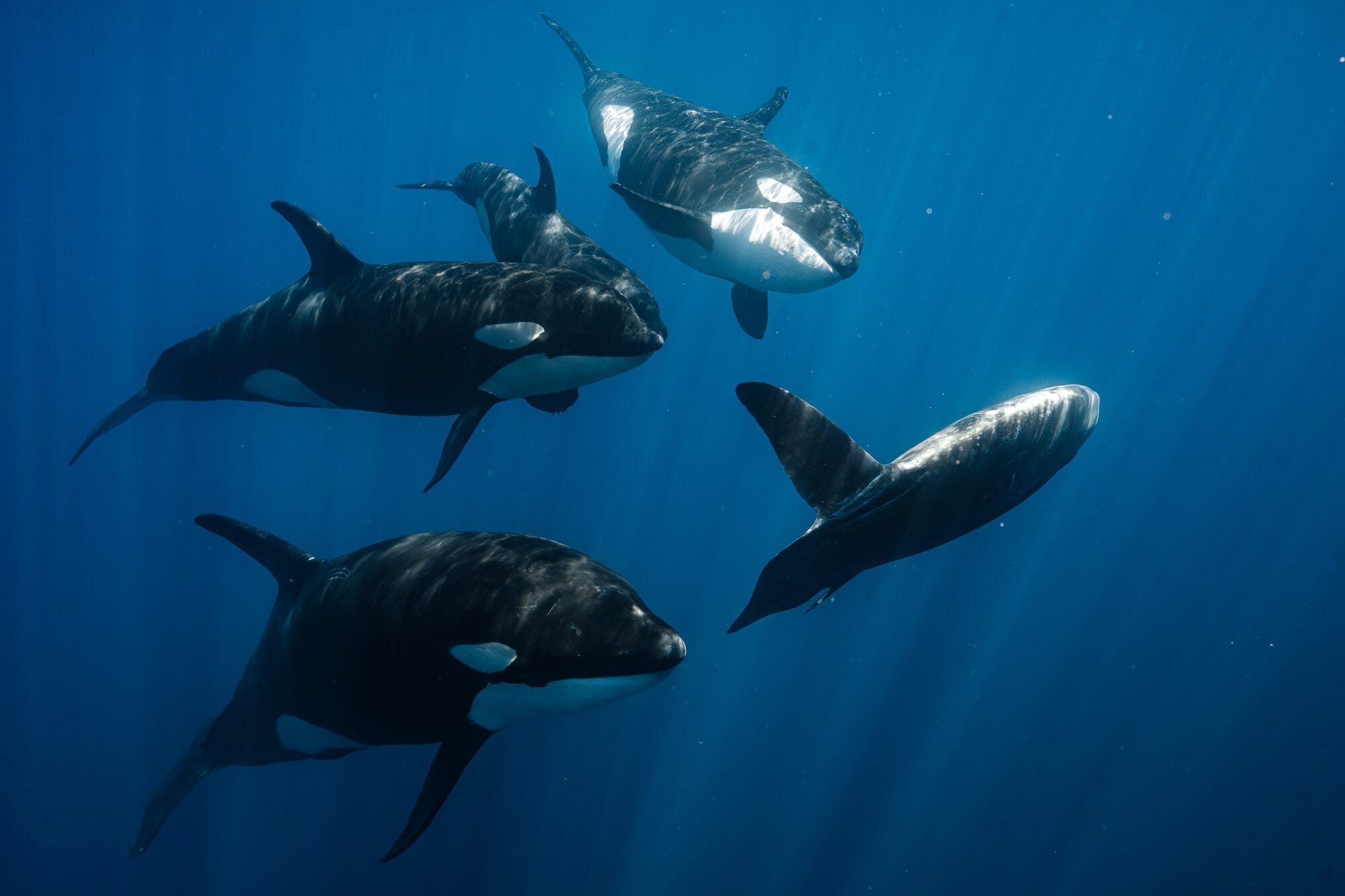 Orcas underwater expedition dive