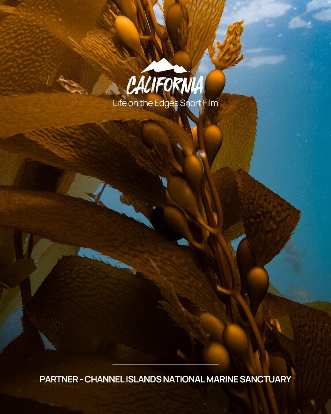 California — Life on the Edges short film — Partner: Channel Islands National Marine Sanctuary