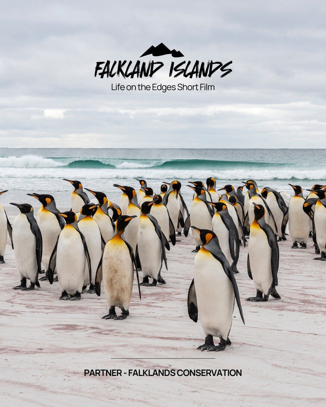 Falkland Islands — Life on the Edges short film — Partner: Falklands Conservation