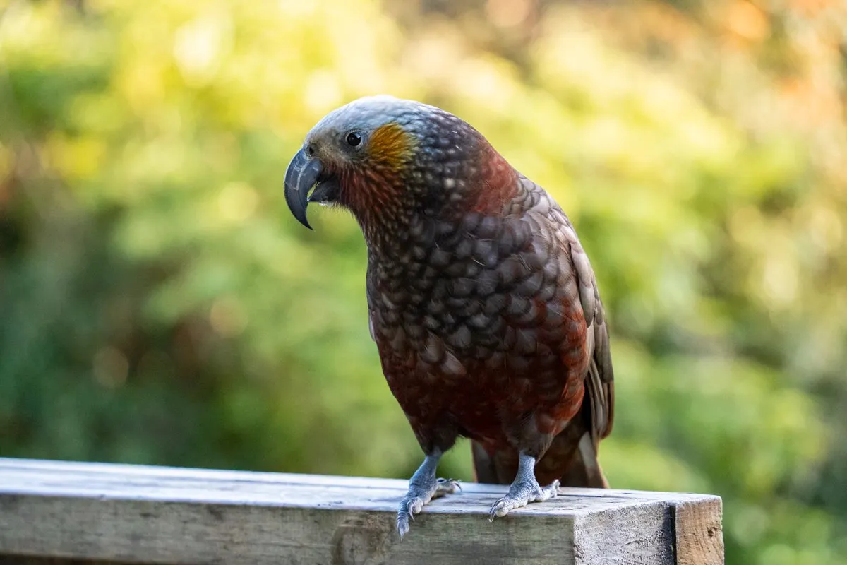 New Zealand