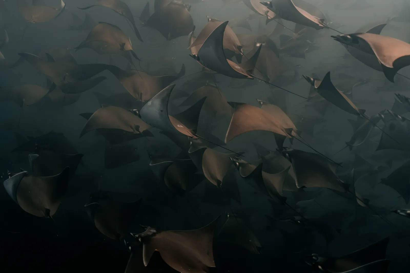 It All Started with the Rays