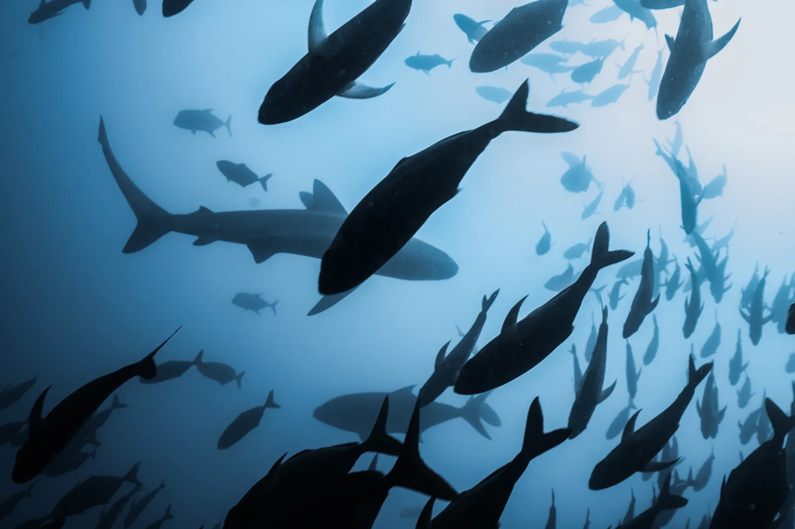 Black Manta Moments