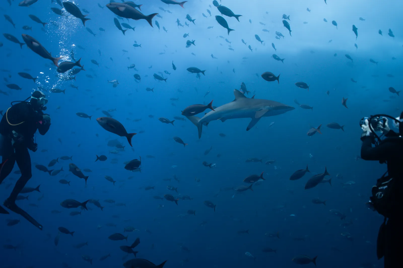 The Great Tuna Festival of 2024
