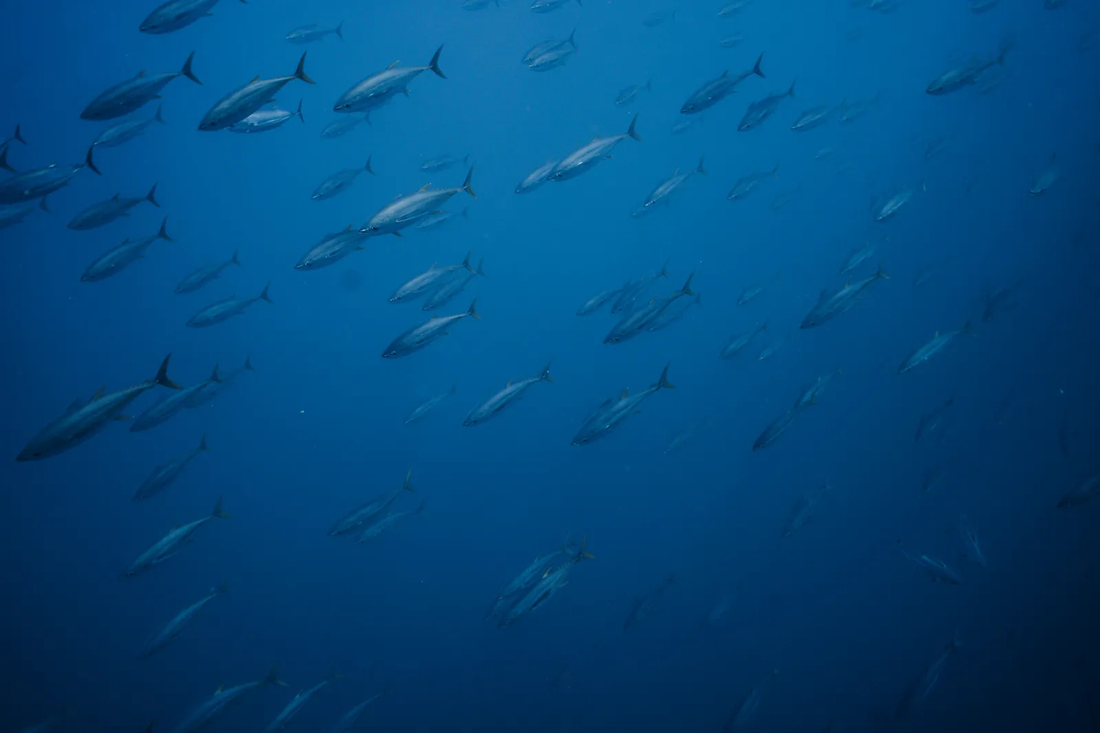 The Great Tuna Festival of 2024