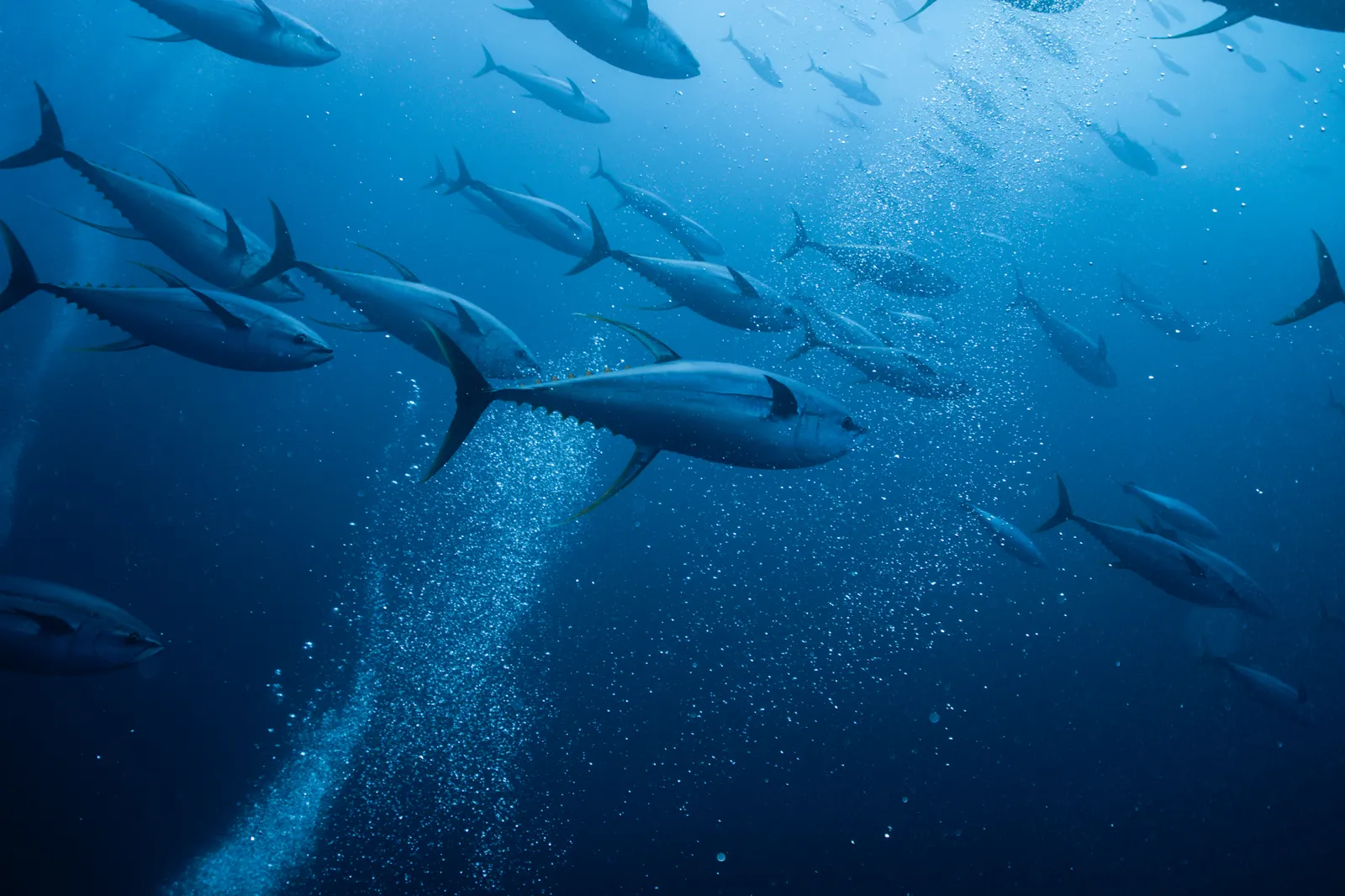 The Great Tuna Festival of 2024