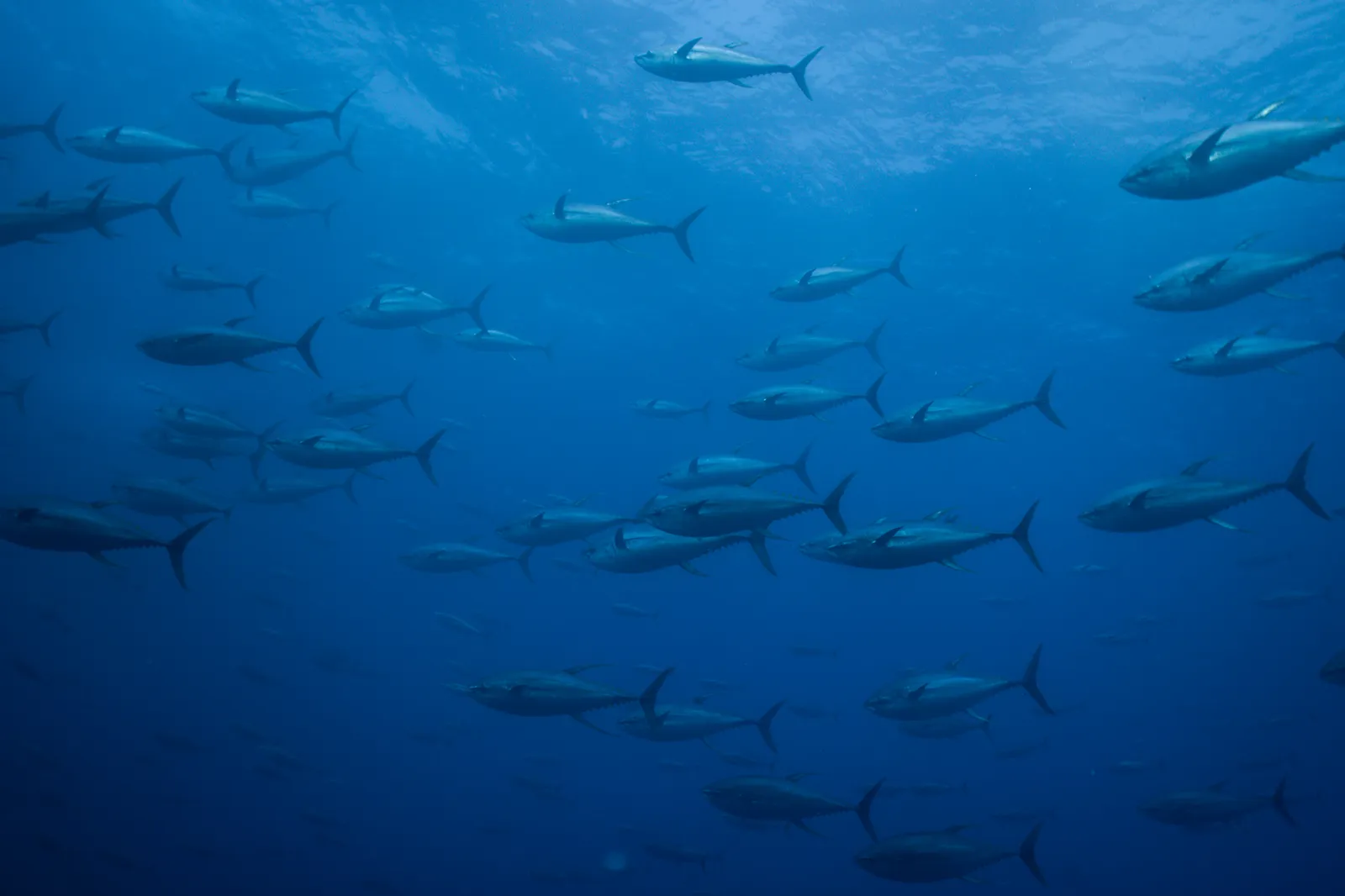 The Great Tuna Festival of 2024