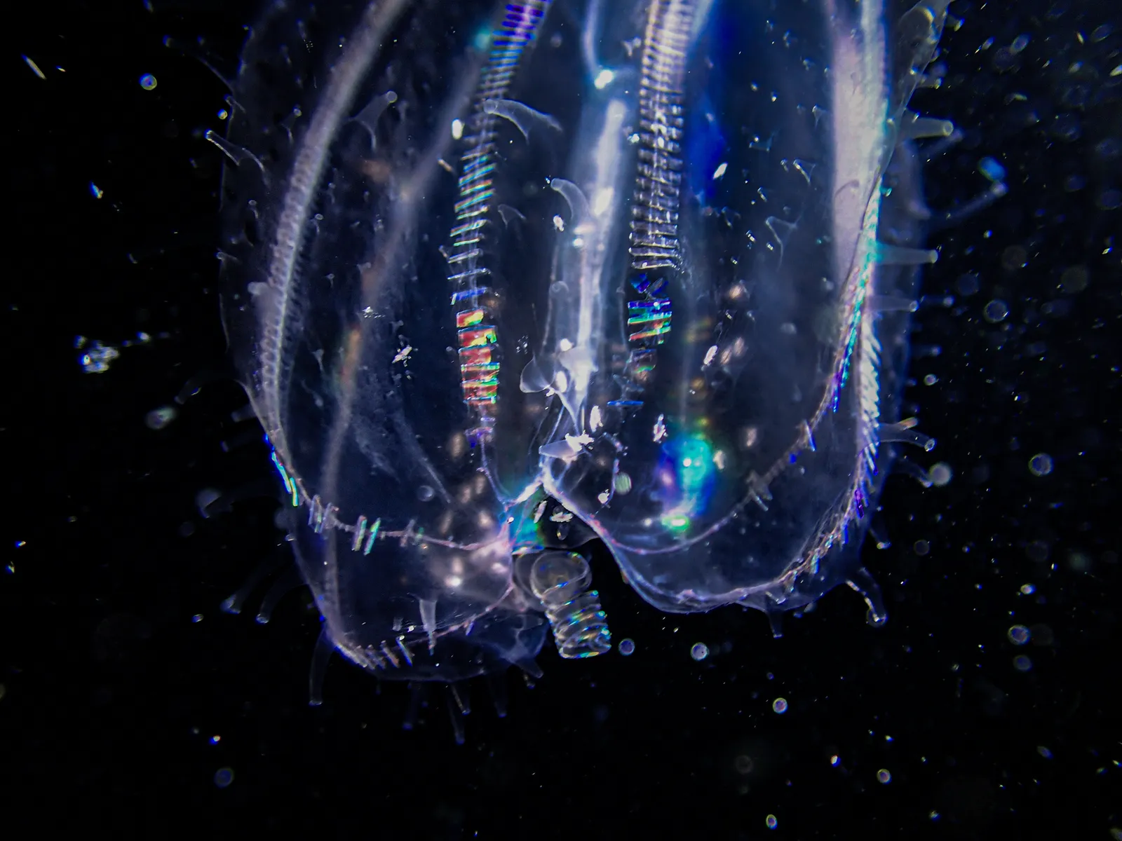 Diving into Darkness