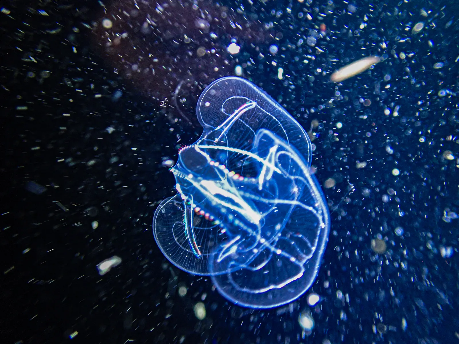Diving into Darkness