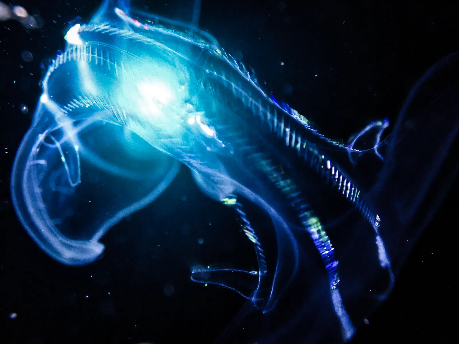 Diving into Darkness