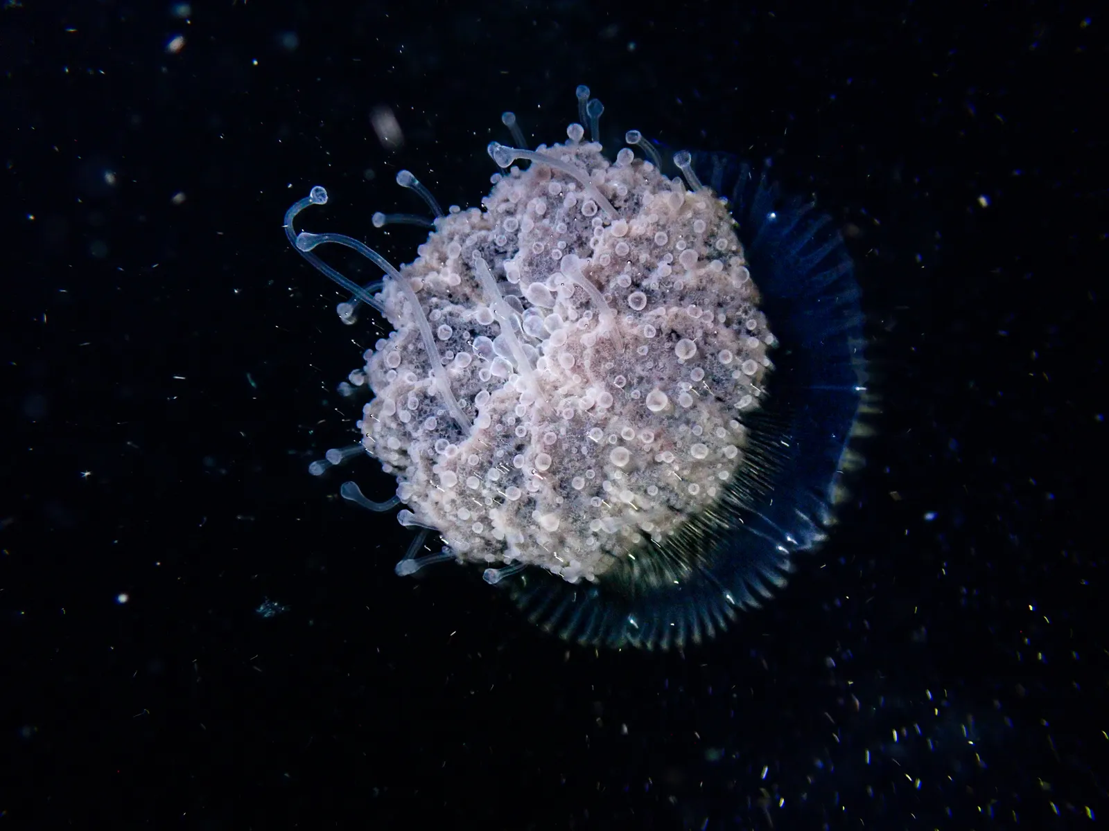 Diving into Darkness