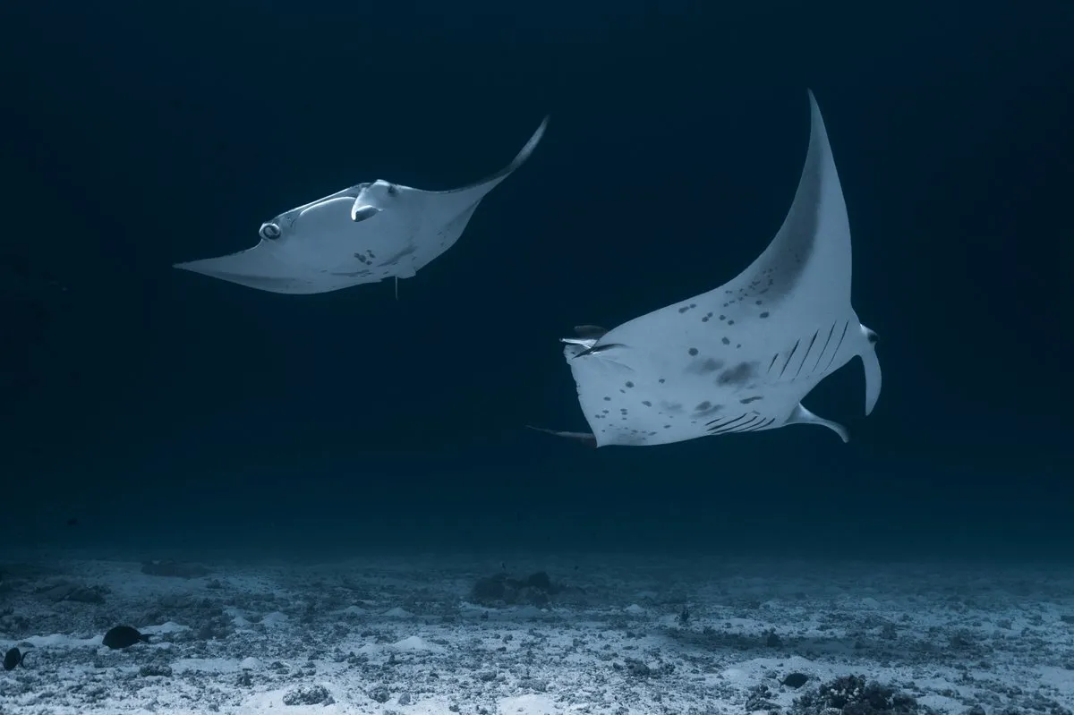 Maldives