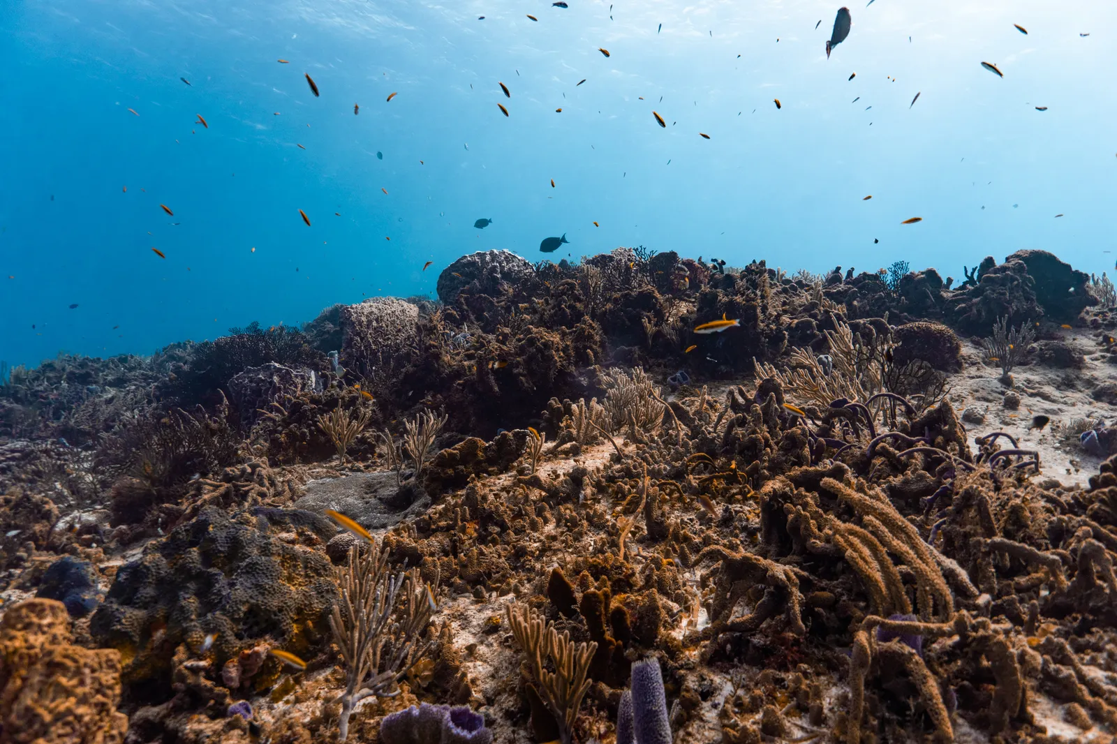 Visiting One of Jacques Cousteau's Top 10