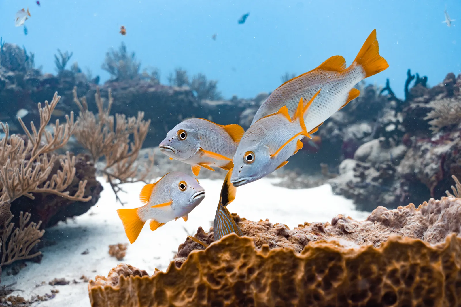Visiting One of Jacques Cousteau's Top 10