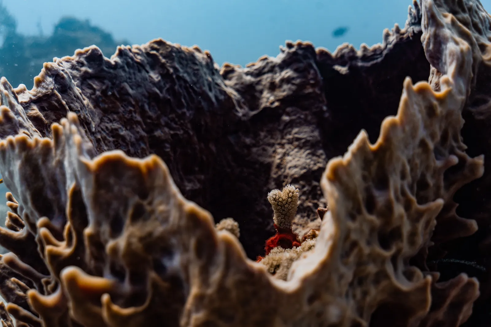 Visiting One of Jacques Cousteau's Top 10