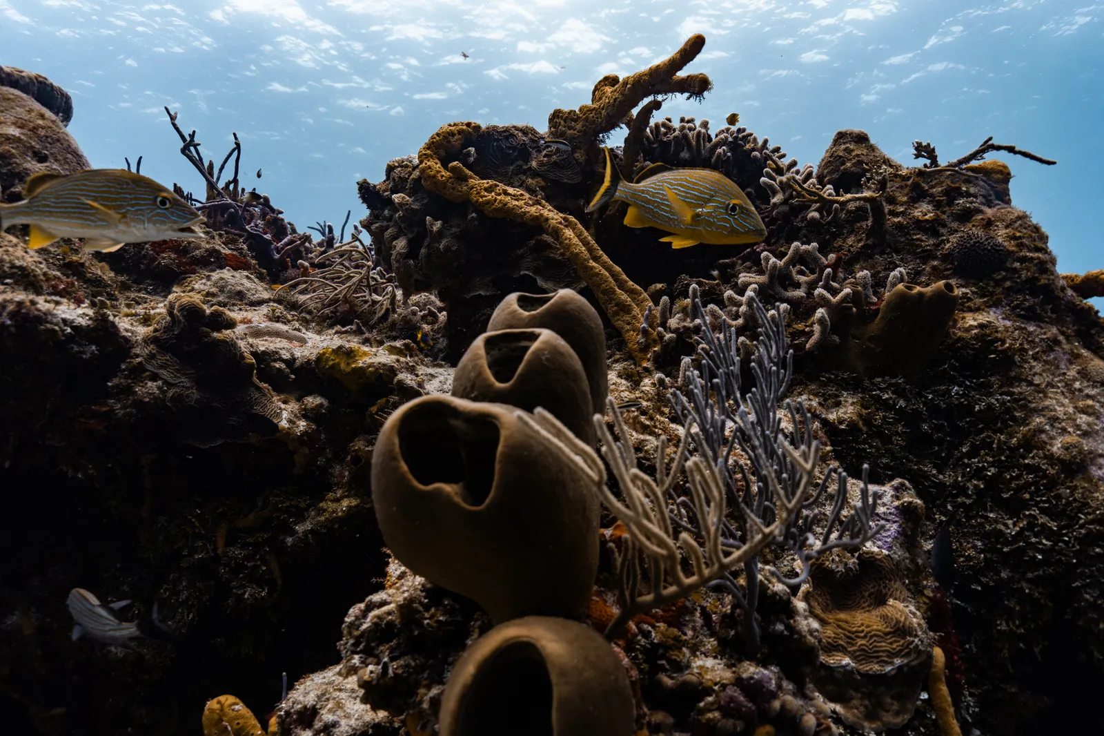 Visiting One of Jacques Cousteau's Top 10