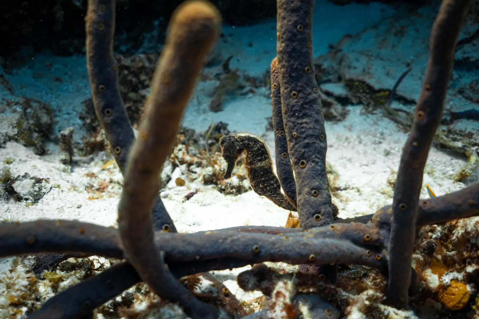 Visiting One of Jacques Cousteau's Top 10
