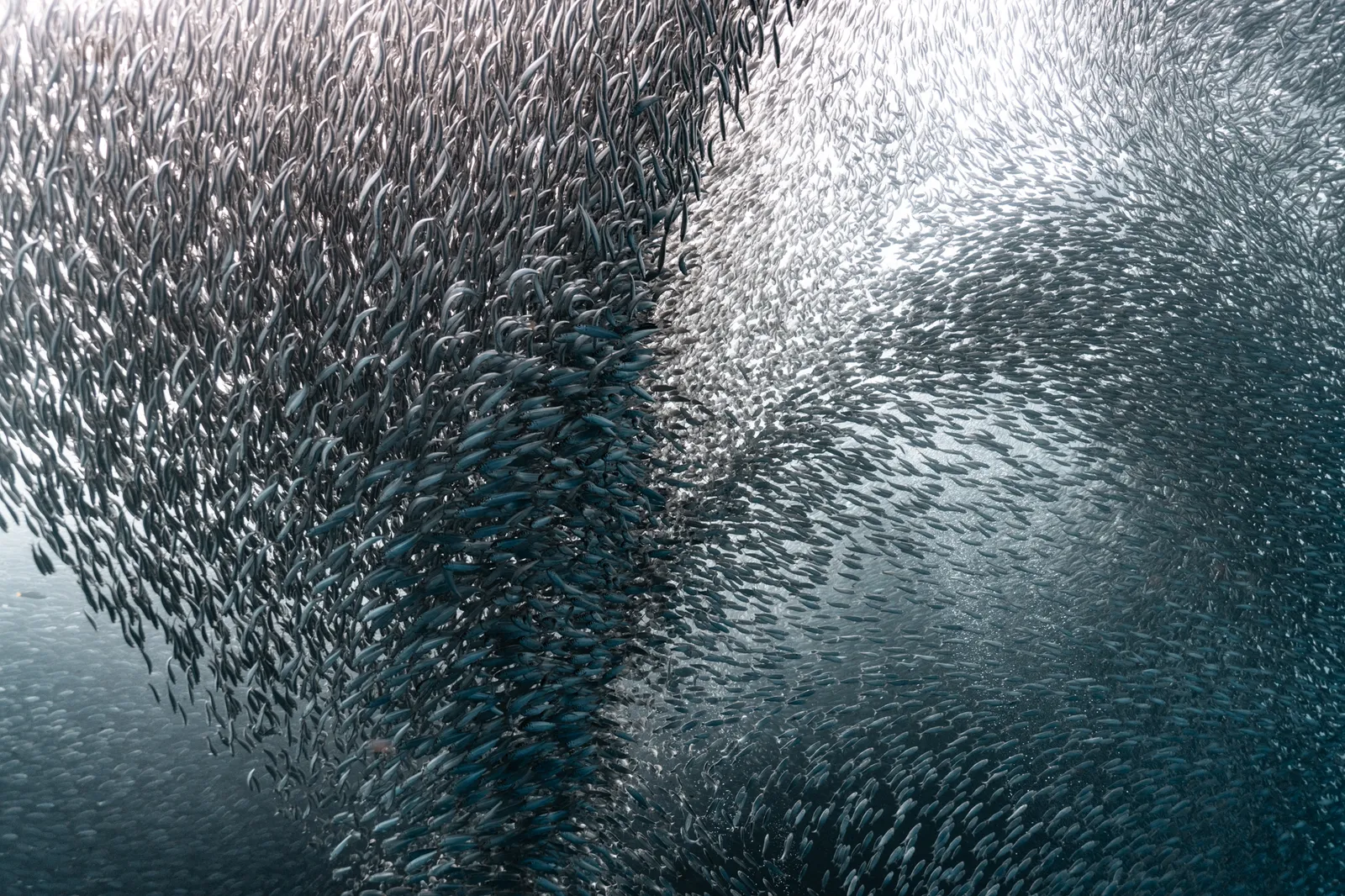 Beneath the Sardine Sky