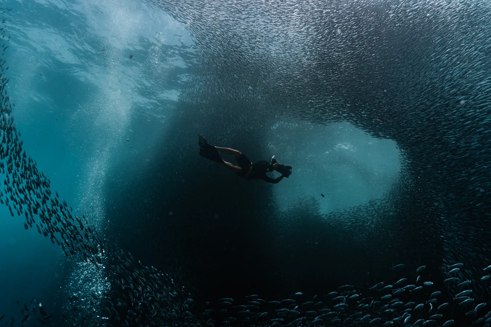 Beneath the Sardine Sky