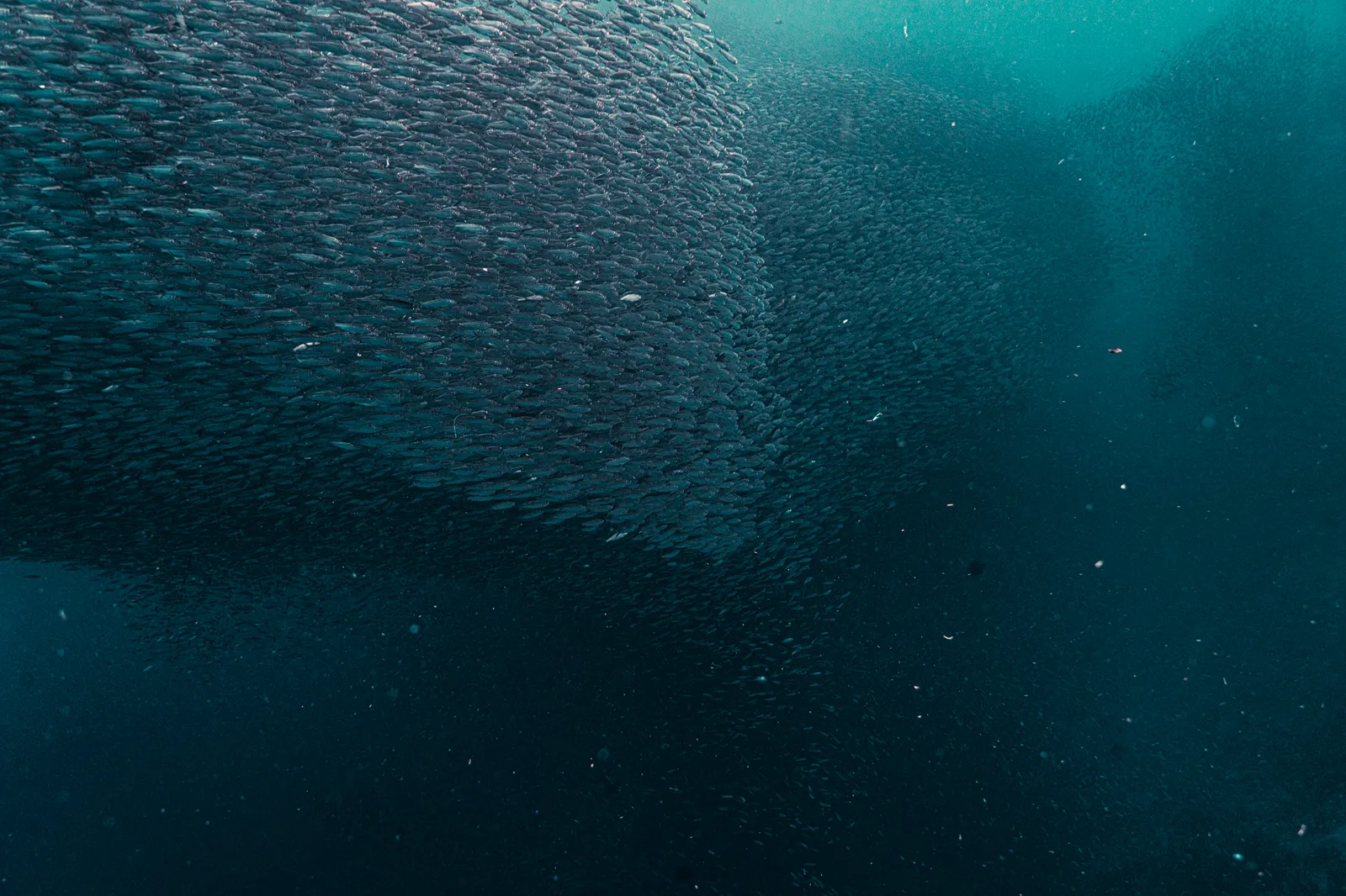 Beneath the Sardine Sky