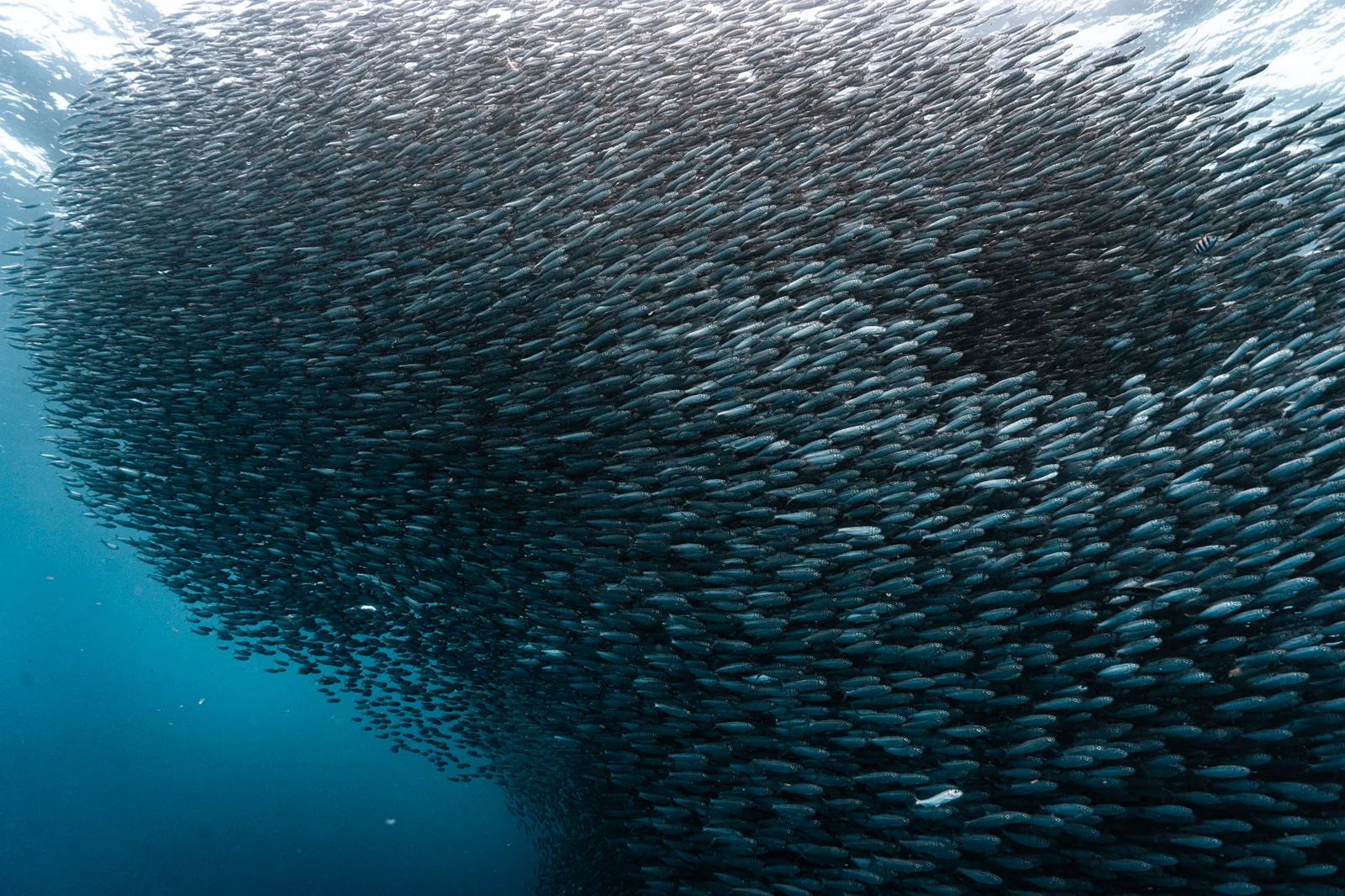 Beneath the Sardine Sky
