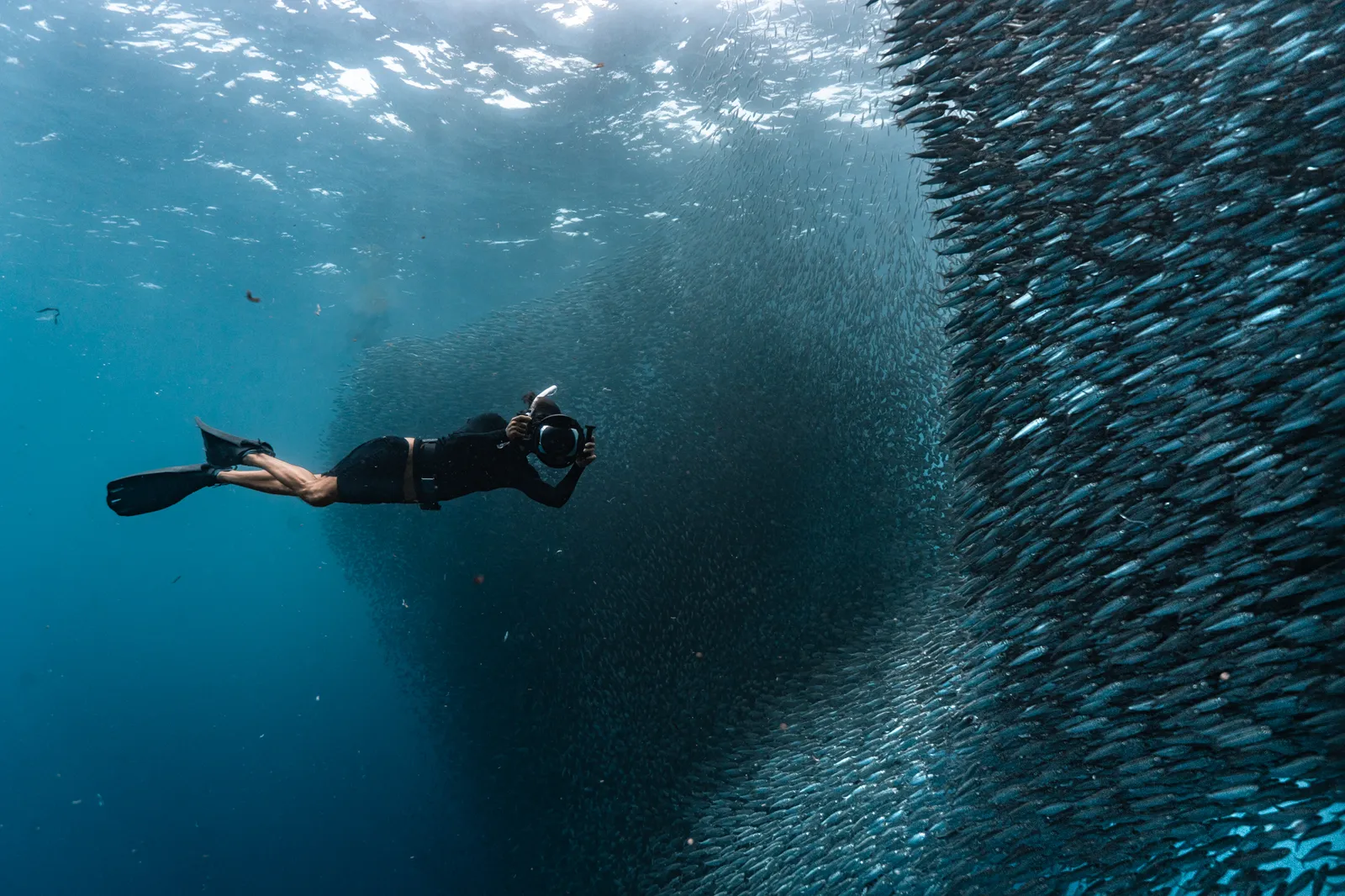 Beneath the Sardine Sky