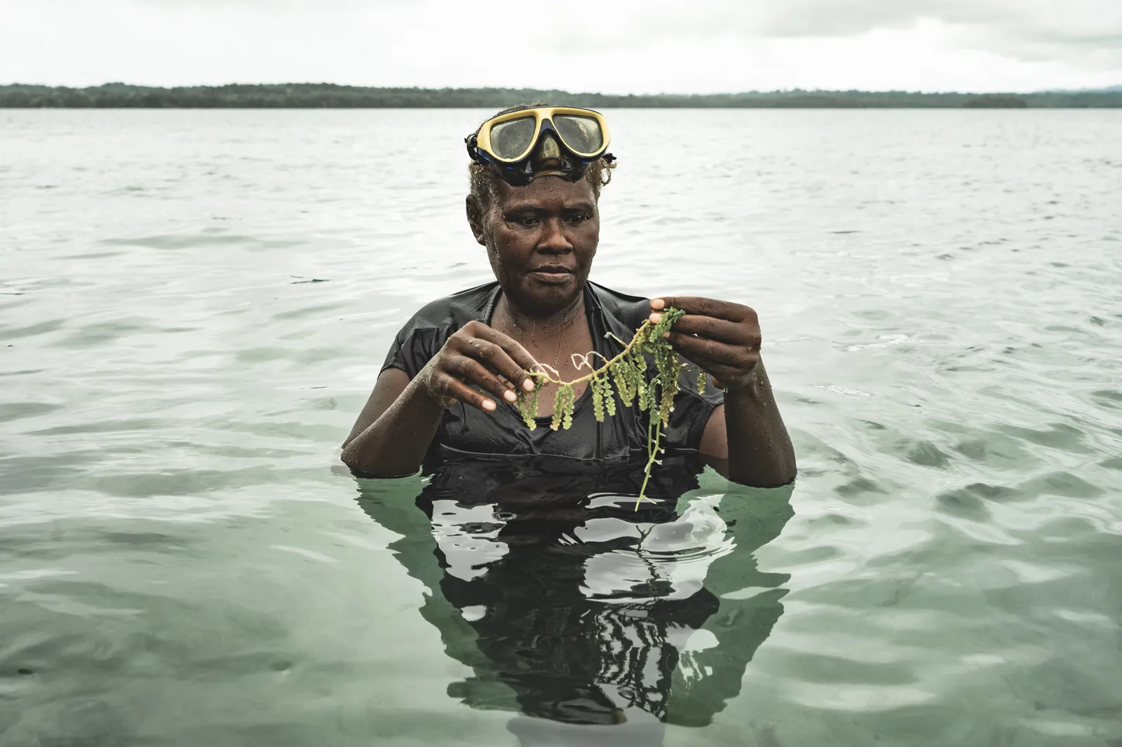 Sea Grapes in the Solomons